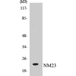 Western Blot - NM23 Cell Based ELISA Kit (CB5491) - Antibodies.com