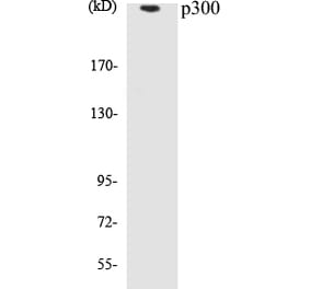 Western Blot - p300 Cell Based ELISA Kit (CB5512) - Antibodies.com