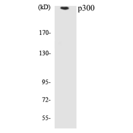 Western Blot - p300 Cell Based ELISA Kit (CB5512) - Antibodies.com