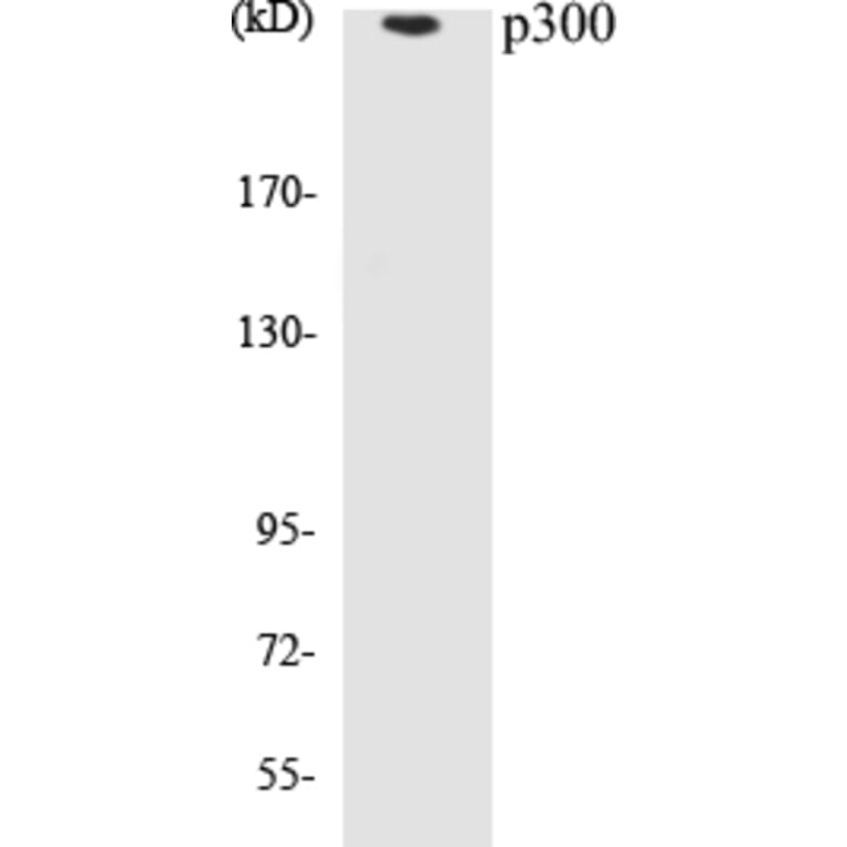 Western Blot - p300 Cell Based ELISA Kit (CB5512) - Antibodies.com