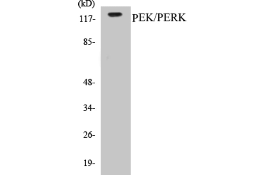 Western Blot - PERK Cell Based ELISA Kit (CB5548) - Antibodies.com