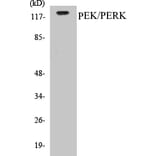 Western Blot - PERK Cell Based ELISA Kit (CB5548) - Antibodies.com