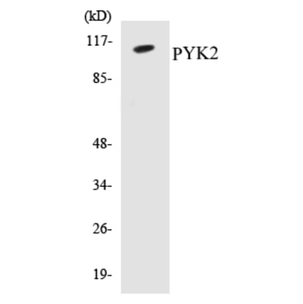 Western Blot - PYK2 Cell Based ELISA Kit (CB5595) - Antibodies.com