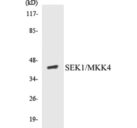 Western Blot - MKK4 Cell Based ELISA Kit (CB5619) - Antibodies.com