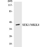 Western Blot - MKK4 Cell Based ELISA Kit (CB5619) - Antibodies.com