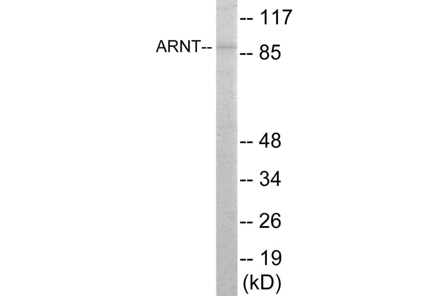 Western Blot - ARNT Cell Based ELISA Kit (CB5866) - Antibodies.com