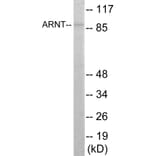 Western Blot - ARNT Cell Based ELISA Kit (CB5866) - Antibodies.com