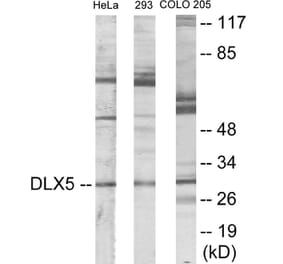 Western Blot - DLX5 Cell Based ELISA Kit (CB5930) - Antibodies.com