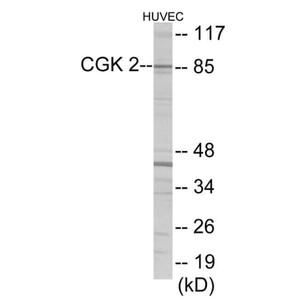 Western Blot - CGK2 Cell Based ELISA Kit (CB5983) - Antibodies.com