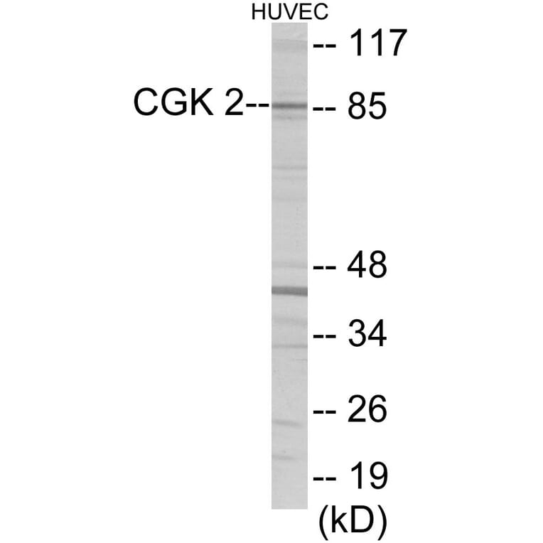 Western Blot - CGK2 Cell Based ELISA Kit (CB5983) - Antibodies.com