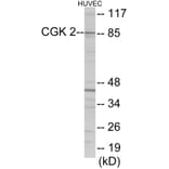 Western Blot - CGK2 Cell Based ELISA Kit (CB5983) - Antibodies.com
