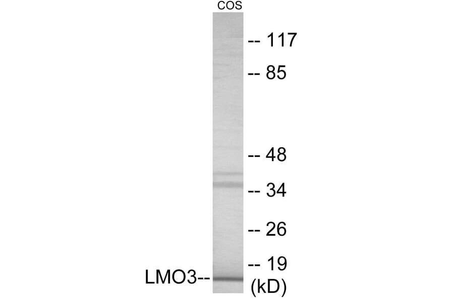 Western Blot - LMO3 Cell Based ELISA Kit (CB6087) - Antibodies.com