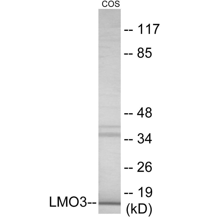 Western Blot - LMO3 Cell Based ELISA Kit (CB6087) - Antibodies.com