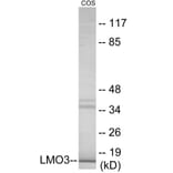 Western Blot - LMO3 Cell Based ELISA Kit (CB6087) - Antibodies.com