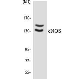 Western Blot - eNOS Cell Based ELISA Kit (CB6154) - Antibodies.com