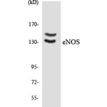 Western Blot - eNOS Cell Based ELISA Kit (CB6154) - Antibodies.com