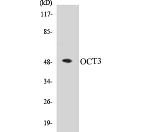 Western Blot - OCT3 Cell Based ELISA Kit (CB5007) - Antibodies.com