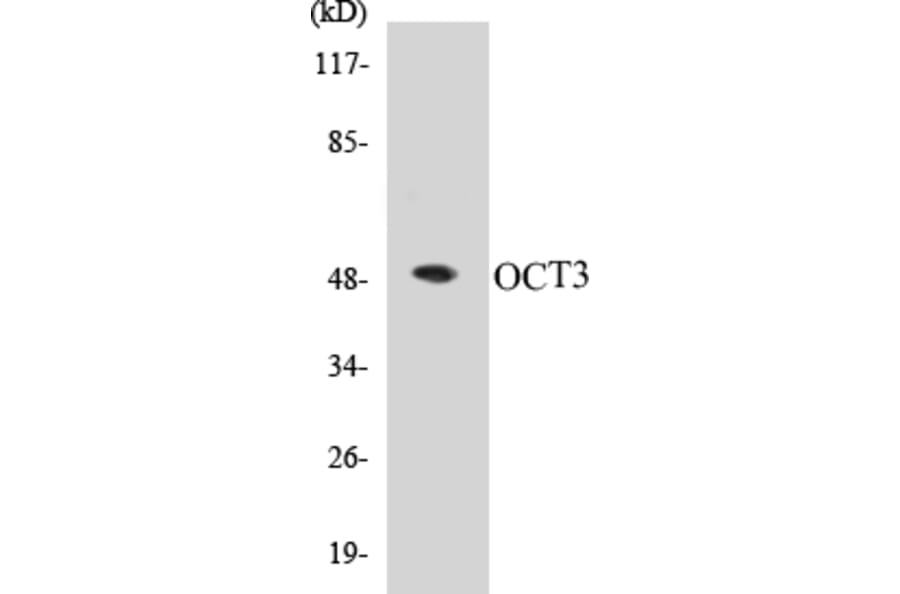 Western Blot - OCT3 Cell Based ELISA Kit (CB5007) - Antibodies.com