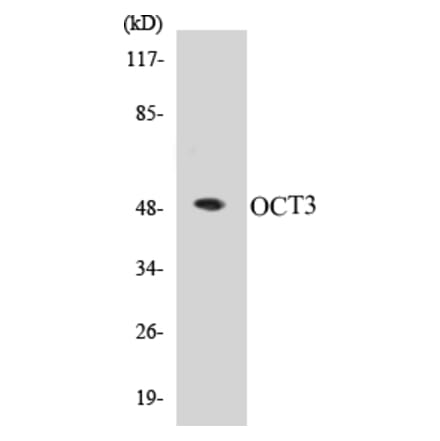 Western Blot - OCT3 Cell Based ELISA Kit (CB5007) - Antibodies.com