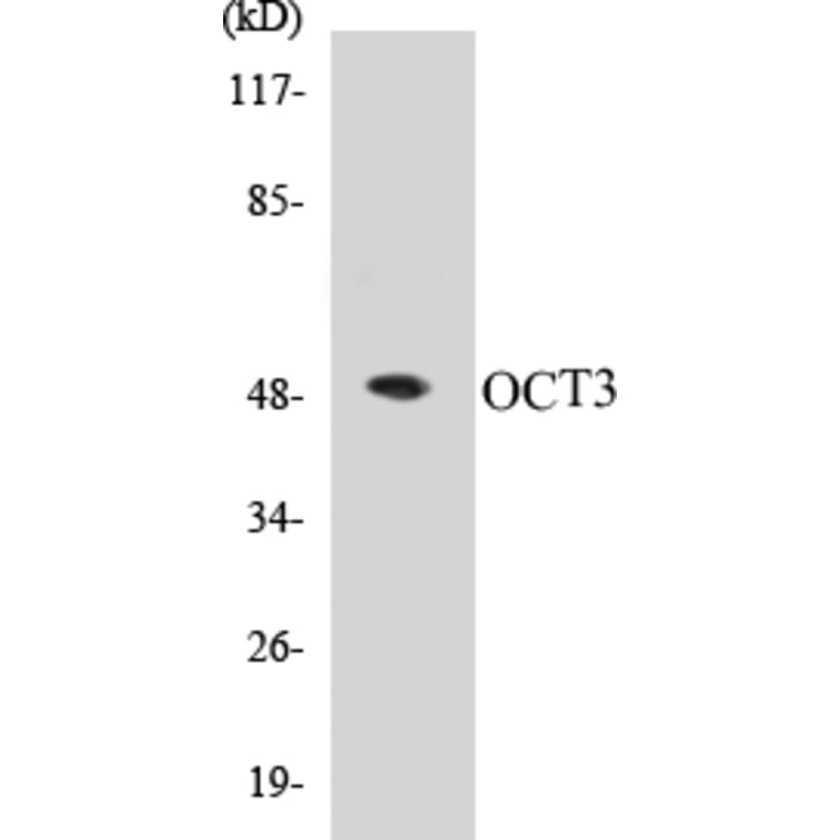 Western Blot - OCT3 Cell Based ELISA Kit (CB5007) - Antibodies.com