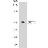 Western Blot - OCT3 Cell Based ELISA Kit (CB5007) - Antibodies.com