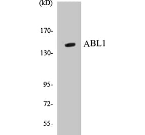 Western Blot - ABL1 Cell Based ELISA Kit (CB5015) - Antibodies.com