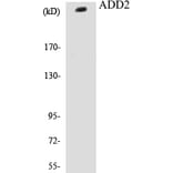 Western Blot - ADD2 Cell Based ELISA Kit (CB5024) - Antibodies.com