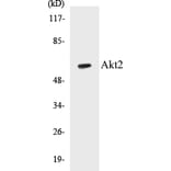 Western Blot - Akt2 Cell Based ELISA Kit (CB5031) - Antibodies.com
