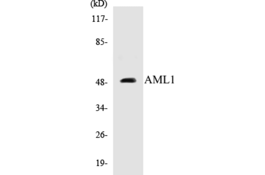 Western Blot - AML1 Cell Based ELISA Kit (CB5034) - Antibodies.com
