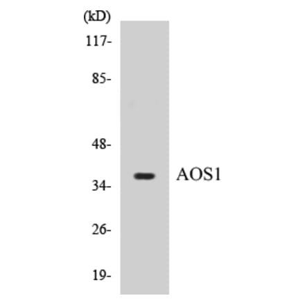 Western Blot - AOS1 Cell Based ELISA Kit (CB5042) - Antibodies.com