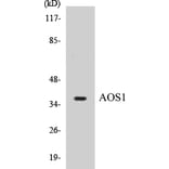 Western Blot - AOS1 Cell Based ELISA Kit (CB5042) - Antibodies.com