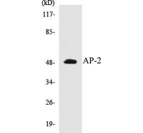 Western Blot - AP-2 Cell Based ELISA Kit (CB5043) - Antibodies.com