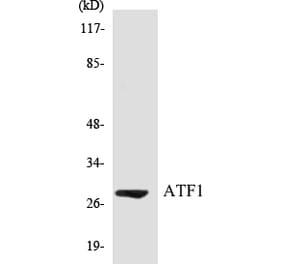 Western Blot - ATF1 Cell Based ELISA Kit (CB5051) - Antibodies.com