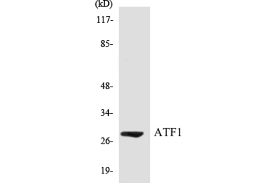 Western Blot - ATF1 Cell Based ELISA Kit (CB5051) - Antibodies.com