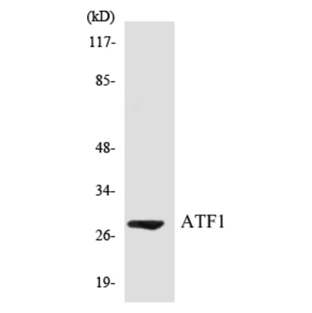 Western Blot - ATF1 Cell Based ELISA Kit (CB5051) - Antibodies.com