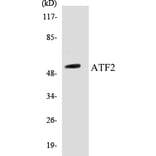 Western Blot - ATF2 Cell Based ELISA Kit (CB5052) - Antibodies.com