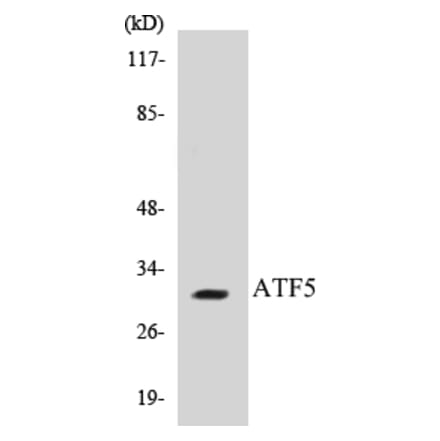 Western Blot - ATF5 Cell Based ELISA Kit (CB5055) - Antibodies.com