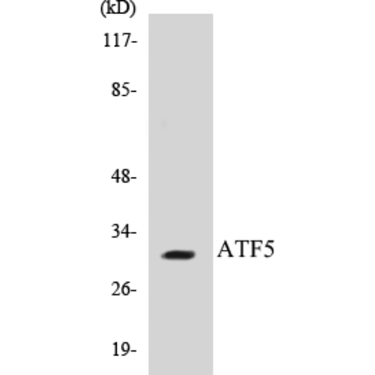 Western Blot - ATF5 Cell Based ELISA Kit (CB5055) - Antibodies.com