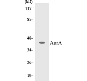 Western Blot - AurA Cell Based ELISA Kit (CB5061) - Antibodies.com