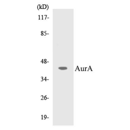 Western Blot - AurA Cell Based ELISA Kit (CB5061) - Antibodies.com