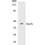 Western Blot - AurA Cell Based ELISA Kit (CB5061) - Antibodies.com