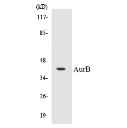 Western Blot - AurB Cell Based ELISA Kit (CB5062) - Antibodies.com