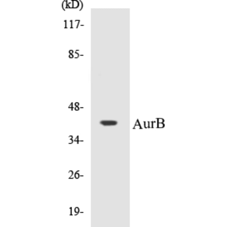 Western Blot - AurB Cell Based ELISA Kit (CB5062) - Antibodies.com