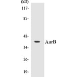 Western Blot - AurB Cell Based ELISA Kit (CB5062) - Antibodies.com
