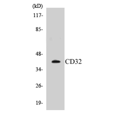 Western Blot - CD32 Cell Based ELISA Kit (CB5116) - Antibodies.com