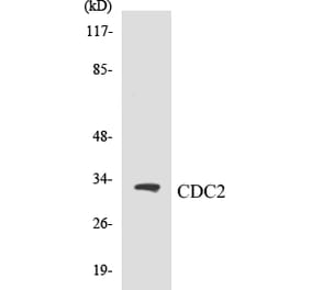 Western Blot - CDC2 Cell Based ELISA Kit (CB5124) - Antibodies.com