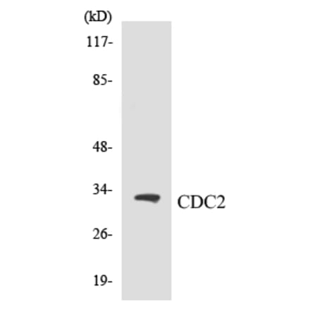 Western Blot - CDC2 Cell Based ELISA Kit (CB5124) - Antibodies.com