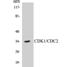 Western Blot - CDK1 Cell Based ELISA Kit (CB5129) - Antibodies.com