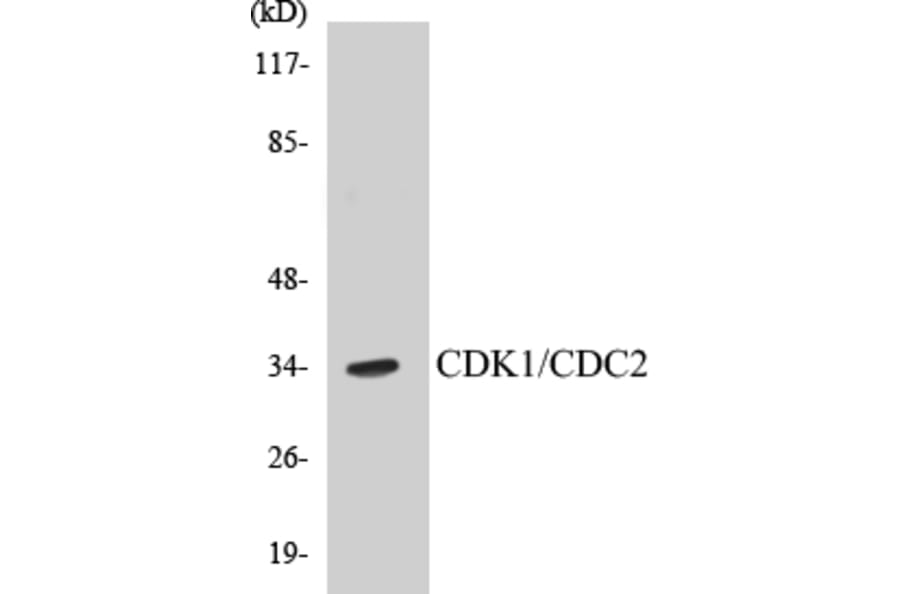 Western Blot - CDK1 Cell Based ELISA Kit (CB5129) - Antibodies.com