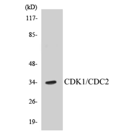 Western Blot - CDK1 Cell Based ELISA Kit (CB5129) - Antibodies.com